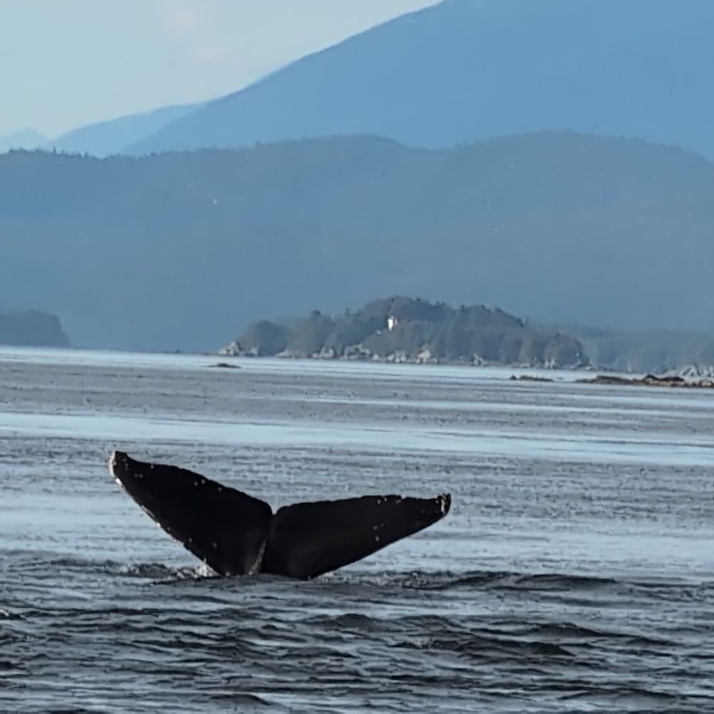 Dolphin Jet Boat Tours - Boat Tours Near Me - Juneau, Alaska Dolphin Jet Boat Tours - Boat Tours Near Me - Juneau, Alaska