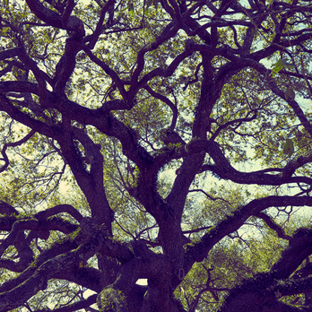 Tree Care Inc. - Tree Services Near Me - Houston, Texas Tree Care Inc. - Tree Services Near Me - Houston, Texas