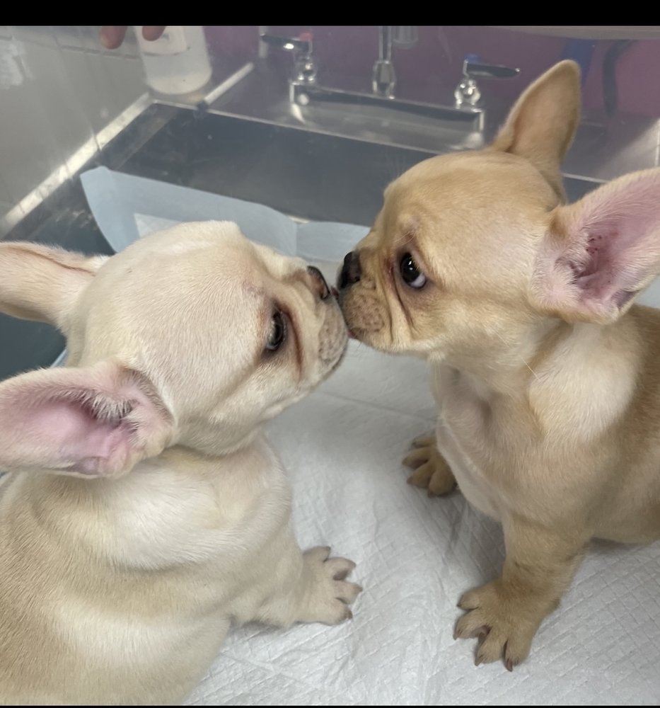 ANIMAL CARE HOSPITAL OF WALNUT CREEK 78 Photos & 128 Reviews 130 La