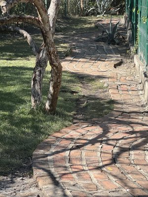 El Cora Crocodile Sanctuary by null