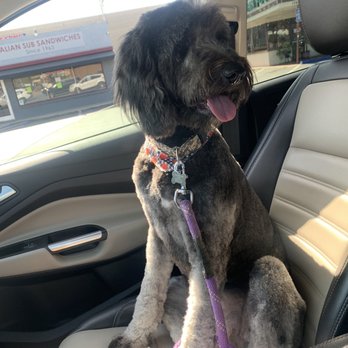 Cat & Doggie Works - Neffy's after - Pet Groomers Near Me - El Cajon, California Cat & Doggie Works - Neffy's after - Pet Groomers Near Me - El Cajon, California