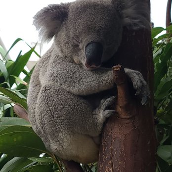 Captain Cook Cruises - Zoo- Kuala - Boat Tours Near Me - Sydney, NSW Captain Cook Cruises - Zoo- Kuala - Boat Tours Near Me - Sydney, NSW