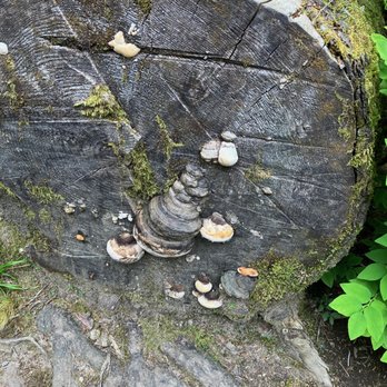 Kennedy Falls - June 14, 2025. - Hiking Near Me - North Vancouver, British Columbia