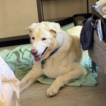 Courtyard by Marriott Stuart - Our Service Dog. - Hotels Near Me - Stuart, Florida