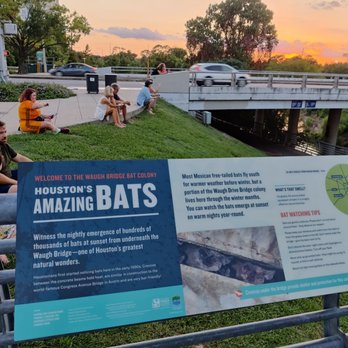 Waugh Drive Bat Colony - Everyone is waiting for the free show! - Local Flavor Near Me - Houston, Texas Waugh Drive Bat Colony - Everyone is waiting for the free show! - Local Flavor Near Me - Houston, Texas