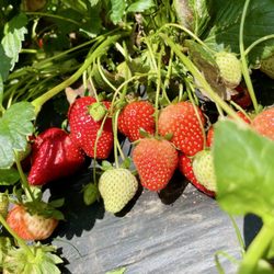 Gieringers Family Orchard & Berry Farm - Strawberries