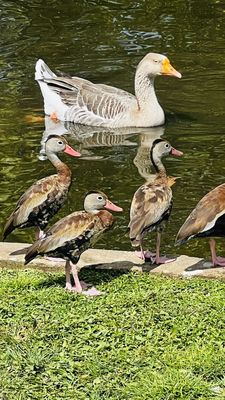 Lafreniere Park by null