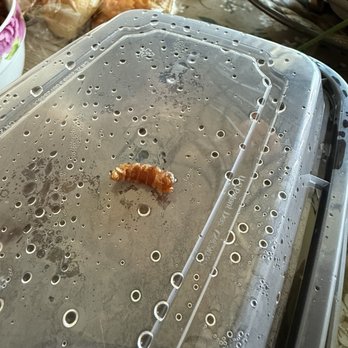 Mayflower Restaurant - Maggot in house fried rice - Seafood Near Me - Dublin, California
