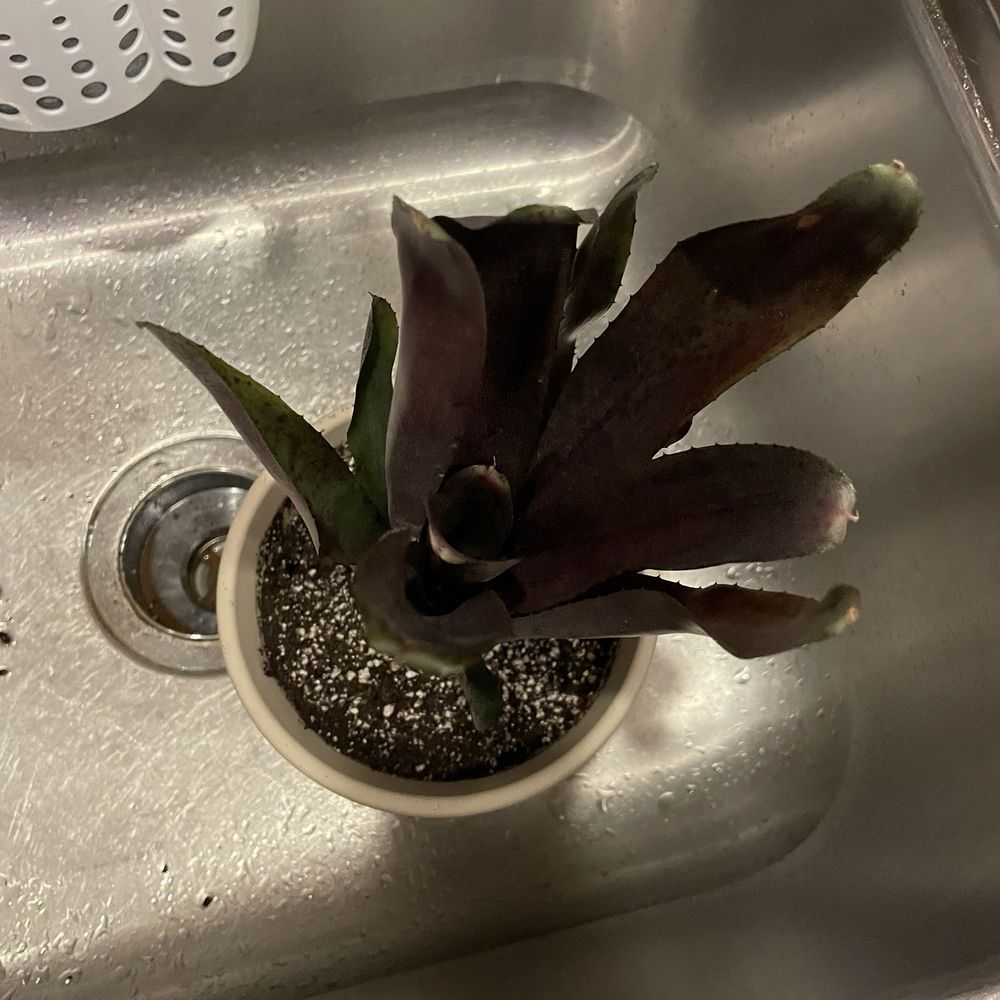 Bird Rock Tropicals - Neoregelia Vulcan x Black Knight - Nurseries & Gardening Near Me - Encinitas, California
