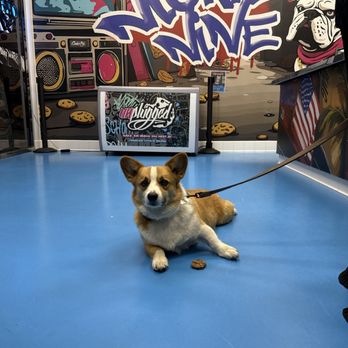 Cookie Plug - Charlie loves his cookie - Desserts Near Me - Fresno, California