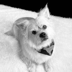 Ultimutt Pet Pawlour