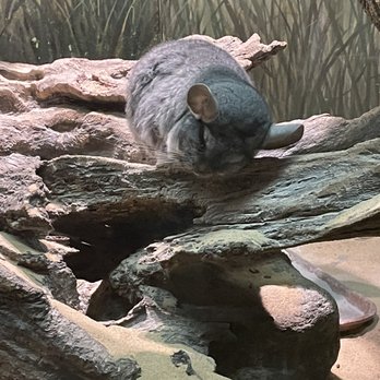 Bronx Zoo - Musk rat - Zoos Near Me - Bronx, New York