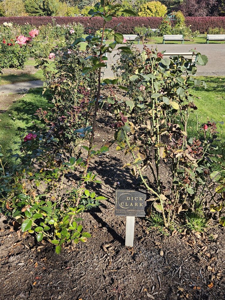 Sara Hite Memorial Rose Garden Logo