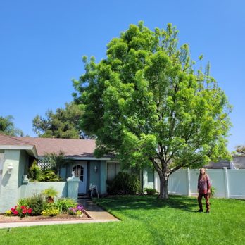 Marquez's tree care - Tree Services Near Me - Riverside, California Marquez's tree care - Tree Services Near Me - Riverside, California