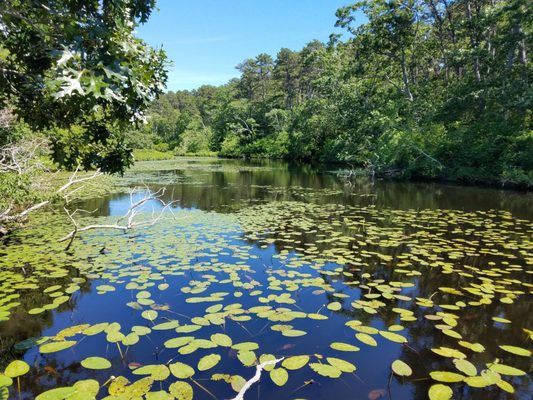Mass Audubon Wellfleet Bay Wildlife Sanctuary by null