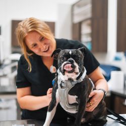 Vet Partners Plymouth - Dog getting vaccinated at Vet Partners Plymouth