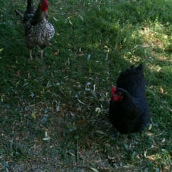 The Blue Rooster - Chickens walking around