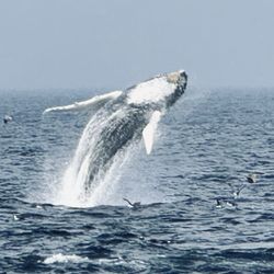 Beth Ann Charters - An amazing Whale Watching moment when it breached out of the water!
