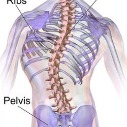 Creative Bodyworks - Scoliosis