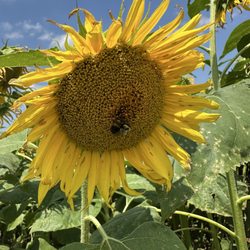 Sunflowers Of Lisbon - Sunflowers!