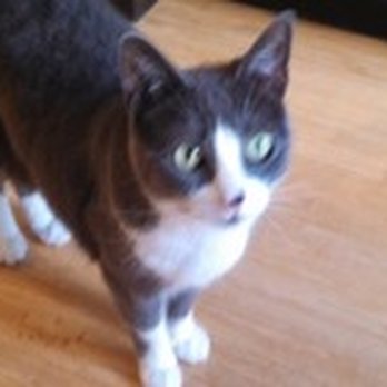 Your Pet Nanny Annie - Pet Sitting Near Me - San Diego, California Your Pet Nanny Annie - Pet Sitting Near Me - San Diego, California