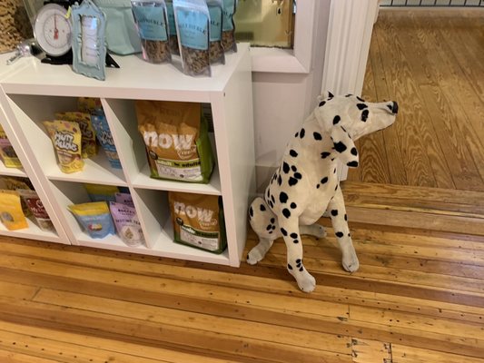 Bella & Lindy Pet Boutique by null