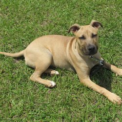 Pensacola  Humane Society - 4 month old BMC Female