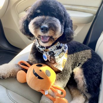 Jasmine Pet Grooming - Lilly freshly groomed by Judy's in Brea - Pet Groomers Near Me - Brea, California