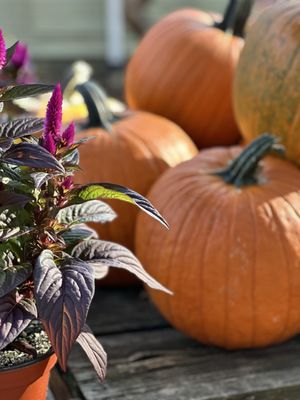 Delicious Orchards by null