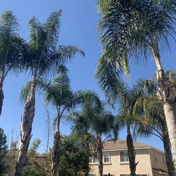 Ezra Tree Service - After - Tree Services Near Me