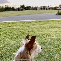 Naples Dog Park - People/pet watching in Baker Park
