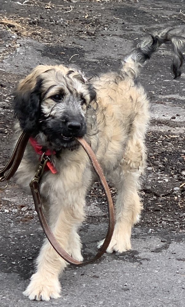 COCONINO VETERINARY CLINIC Updated July 2024 12 Reviews 2712 N W