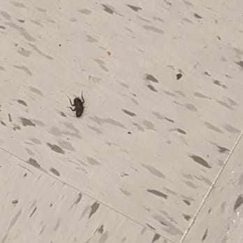 Key Food Supermarket - Another reason not to come here. A huge bug in plain sight! - Grocery Near Me - Whitestone, New York Key Food Supermarket - Another reason not to come here. A huge bug in plain sight! - Grocery Near Me - Whitestone, New York