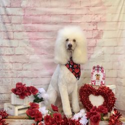 N’Style K9s & Felines - Rockin' Standard Poodle