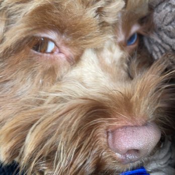Branson Pet Resort - Chewbacca "Chewie" enjoyed himself too much. - Pet Training Near Me - Branson, Missouri Branson Pet Resort - Chewbacca "Chewie" enjoyed himself too much. - Pet Training Near Me - Branson, Missouri