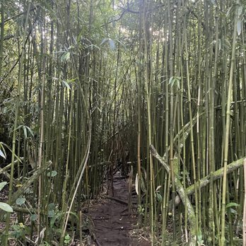 Lulumahu Falls - Hiking Near Me - Honolulu, Hawaii Lulumahu Falls - Hiking Near Me - Honolulu, Hawaii