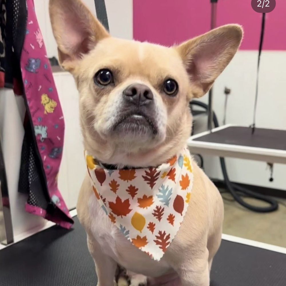 That's So Fetch - Freshly groomed - Pet Groomers Near Me - Montclair, California That's So Fetch - Freshly groomed - Pet Groomers Near Me - Montclair, California
