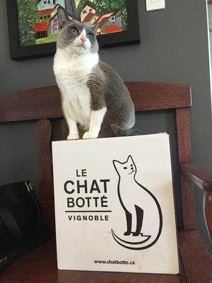 Le Chat Botté vignoble biologique et cidrerie / Le Chat Botte Organic Winery and Cidery by null