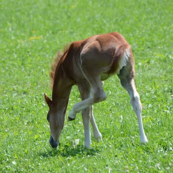 Equine Services - Ambulatory Services - Veterinarians Near Me - Louisville, Kentucky Equine Services - Ambulatory Services - Veterinarians Near Me - Louisville, Kentucky