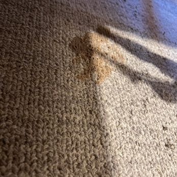 Heaven's Best Carpet Cleaning - Before (Bed Room - Cat Related Stains) - Carpet Cleaning Near Me Heaven's Best Carpet Cleaning - Before (Bed Room - Cat Related Stains) - Carpet Cleaning Near Me