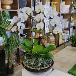 Dr Orchid Floral Design