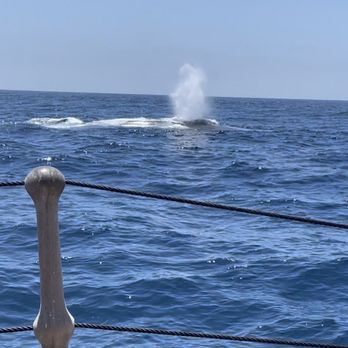 Next Level Sailing - Just a small example of what we saw. We also saw about 6 tails!! - Boat Charters Near Me - San Diego, California Next Level Sailing - Just a small example of what we saw. We also saw about 6 tails!! - Boat Charters Near Me - San Diego, California