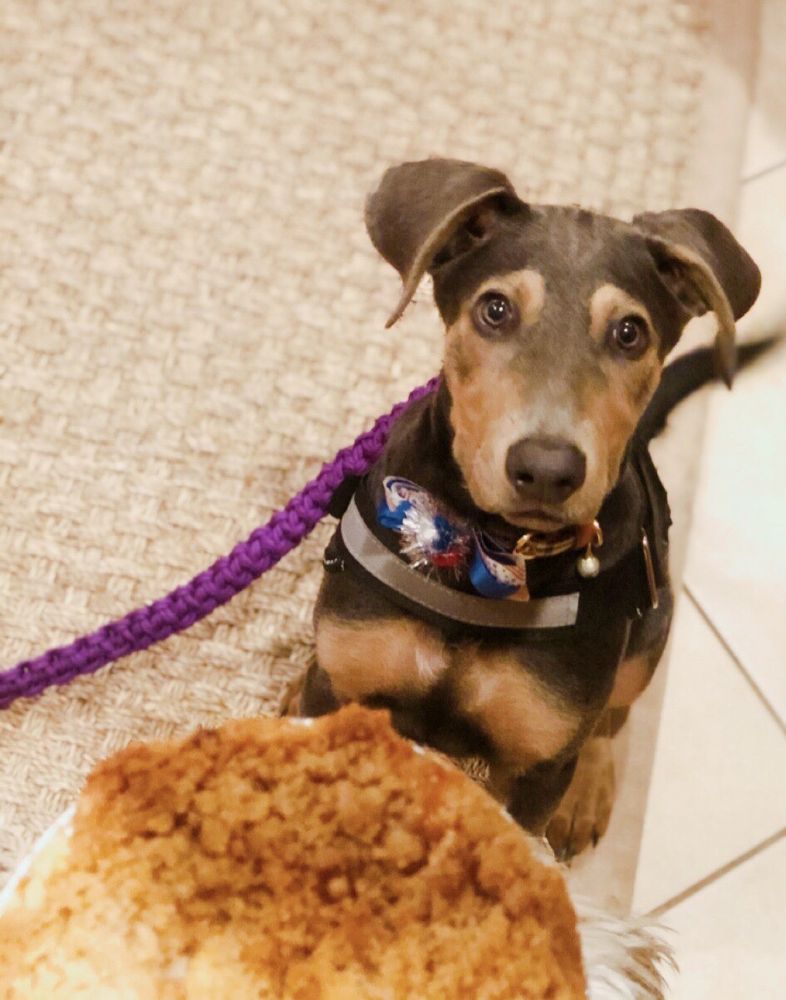 BEST IN SHOW GROOMING Updated June 2024 53 Photos & 30 Reviews