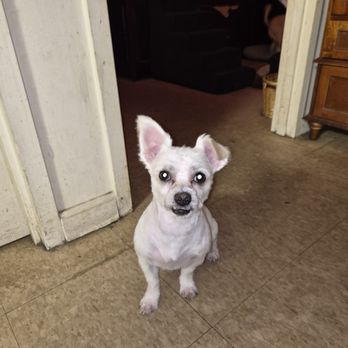 Xclusive Pets - This is benjii looking cutie wootie after his amazing grooming - Pet Groomers Near Me - The Bronx, New York