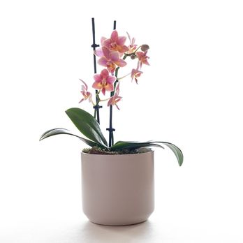 Picked Blooms - Floral Designers Near Me