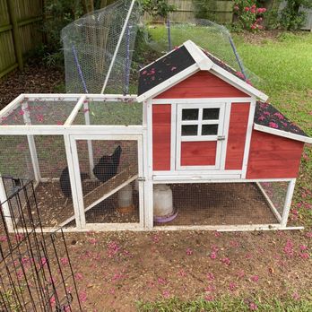 Tractor Supply - My Chicken's I purchased from Tractor Supplies are large now - Farming Equipment Near Me - Harrisburg, North Carolina