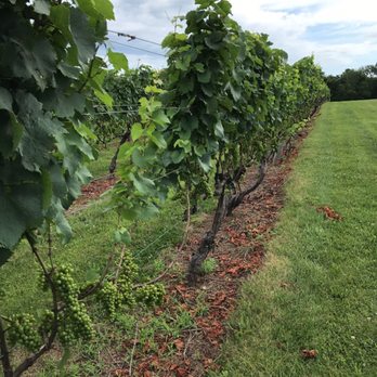 Unionville Vineyards - Wineries Near Me - Ringoes, New Jersey