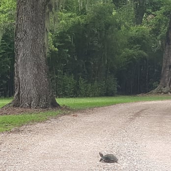 Tabasco - Huge Turtle crossing roadway. - Specialty Food Near Me - Avery Island, Louisiana