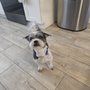 Photo of Dockside Doggies Pet Grooming