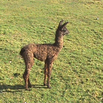 Starlight Llama Bed & Breakfast - Our newest llama. - Bed & Breakfast Near Me - Florence, Massachusetts Starlight Llama Bed & Breakfast - Our newest llama. - Bed & Breakfast Near Me - Florence, Massachusetts